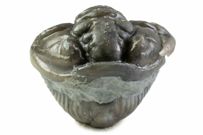 Wide Enrolled Flexicalymene Trilobite - Mt Orab, Ohio #375058